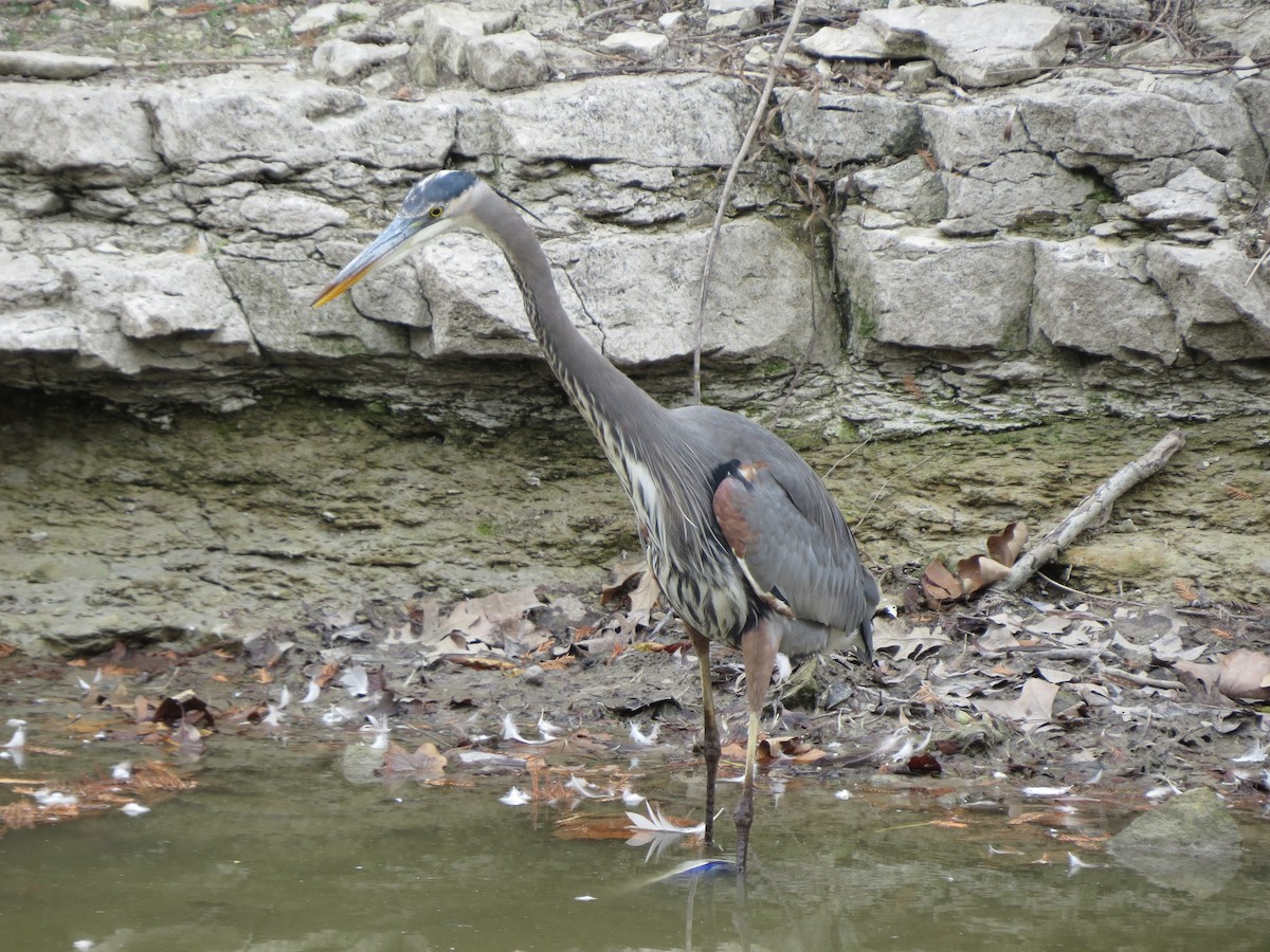 Great Blue Heron - ML646027321