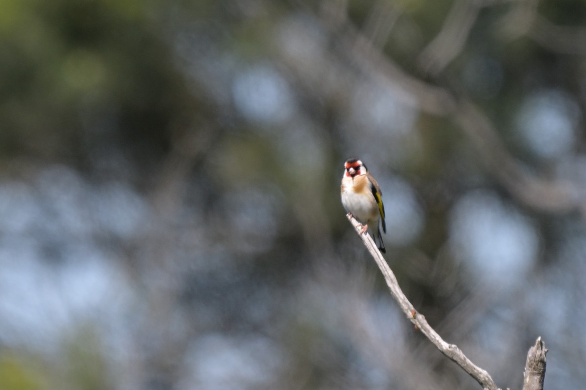 European Goldfinch - ML646027322