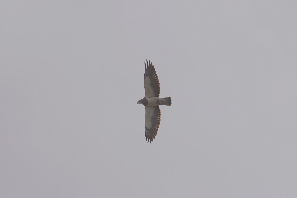Swainson's Hawk - ML646027324