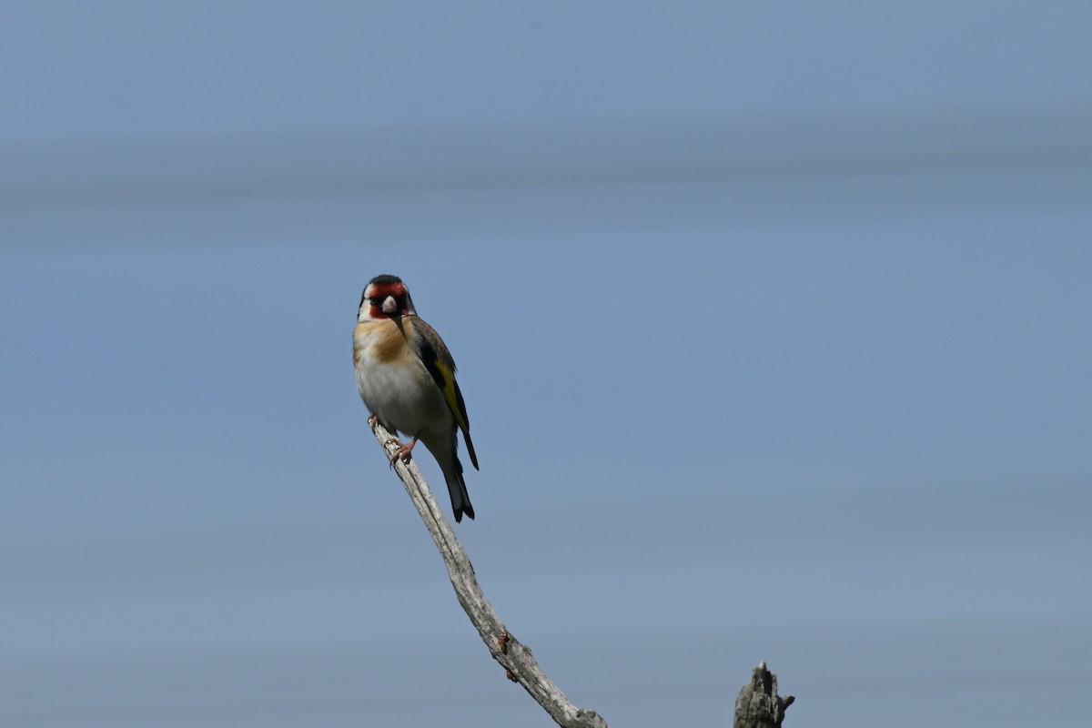 European Goldfinch - ML646027325