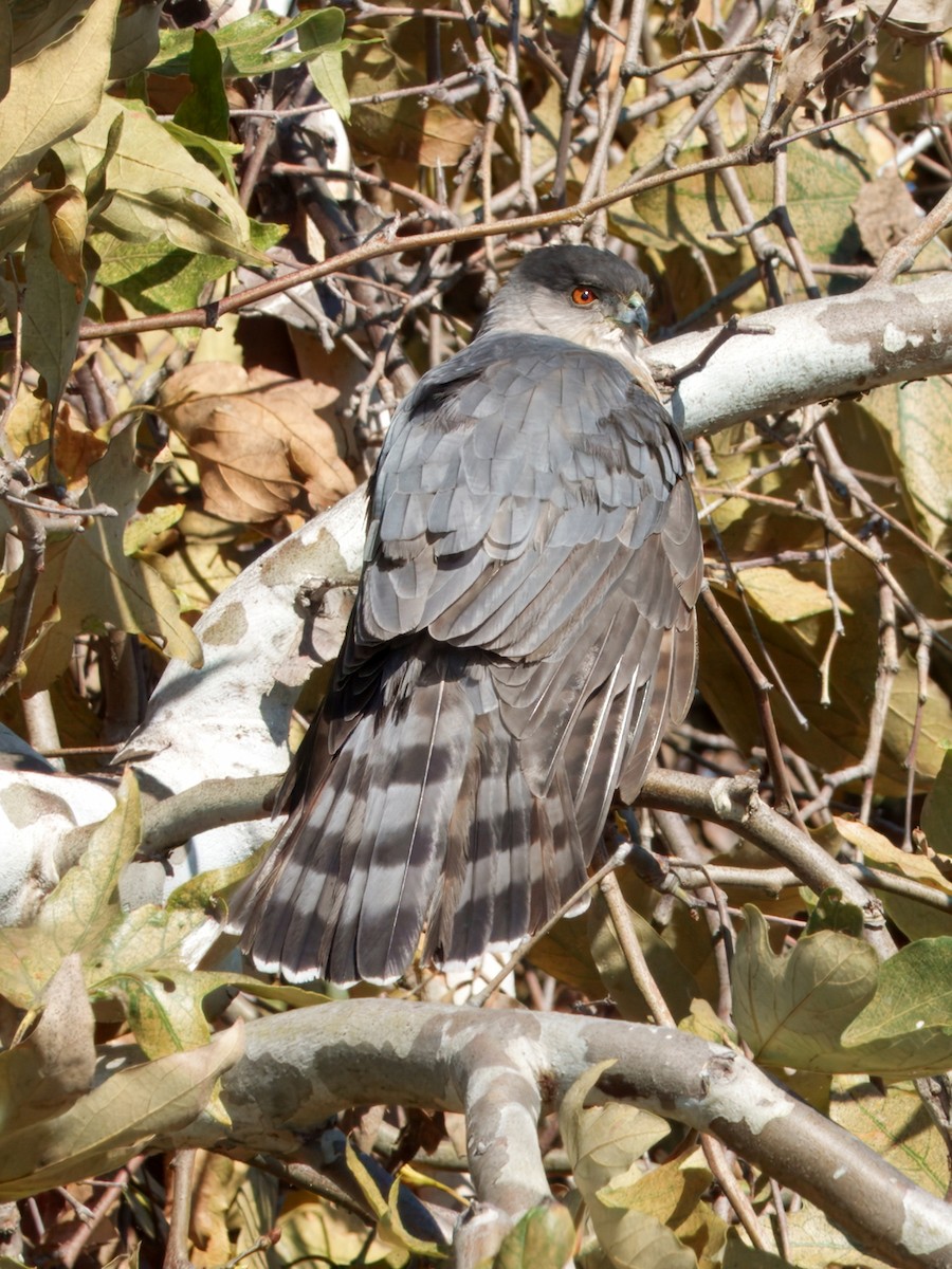 Cooper's Hawk - ML646027326