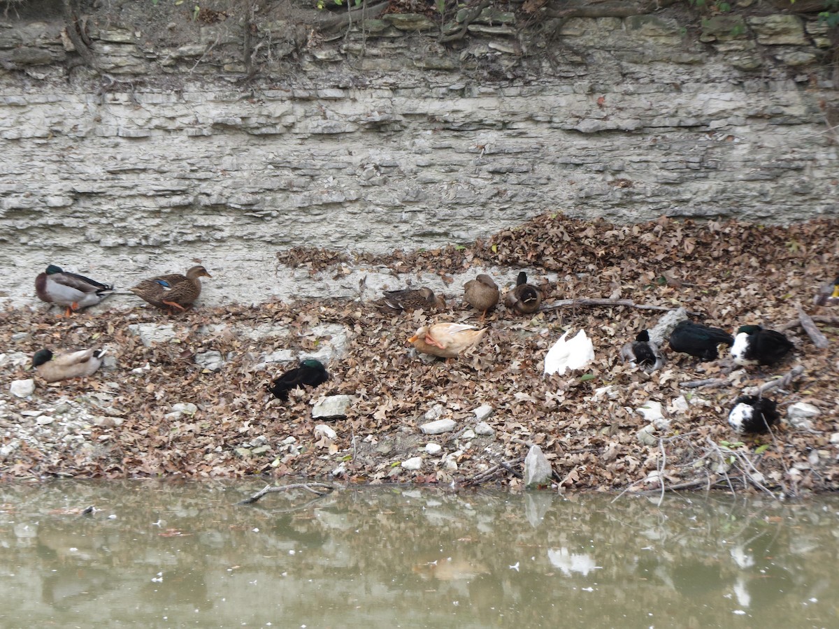 Mallard (Domestic type) - ML646027328