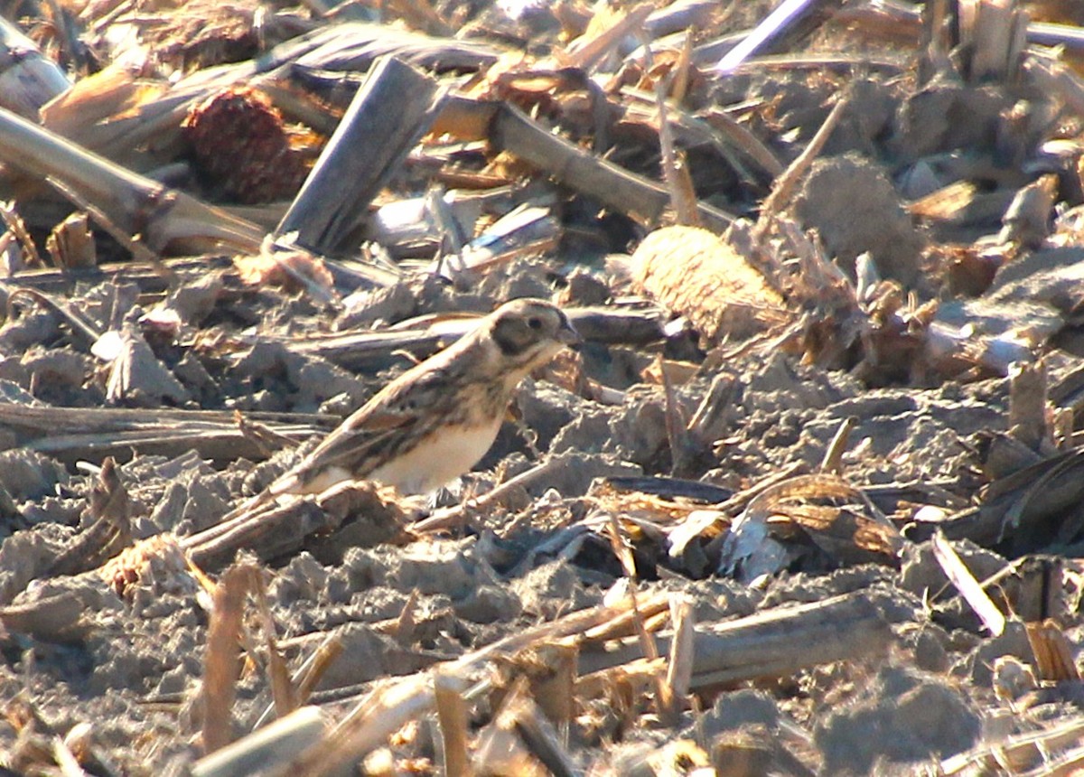Lapland Longspur - ML646027329