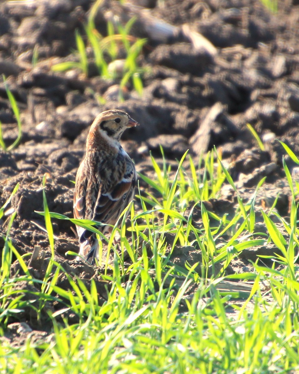 Lapland Longspur - ML646027330