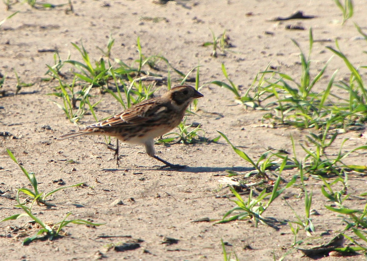 Lapland Longspur - ML646027331