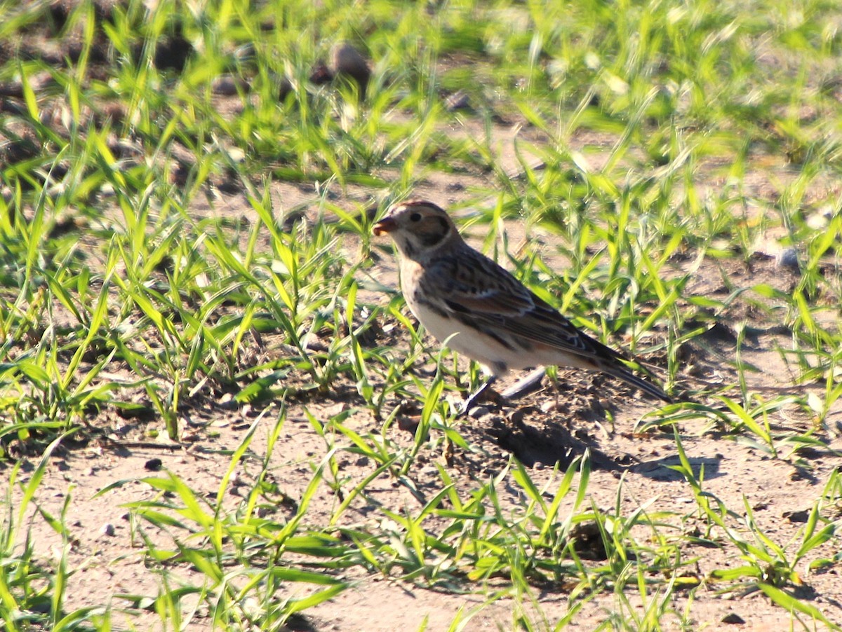 Lapland Longspur - ML646027332