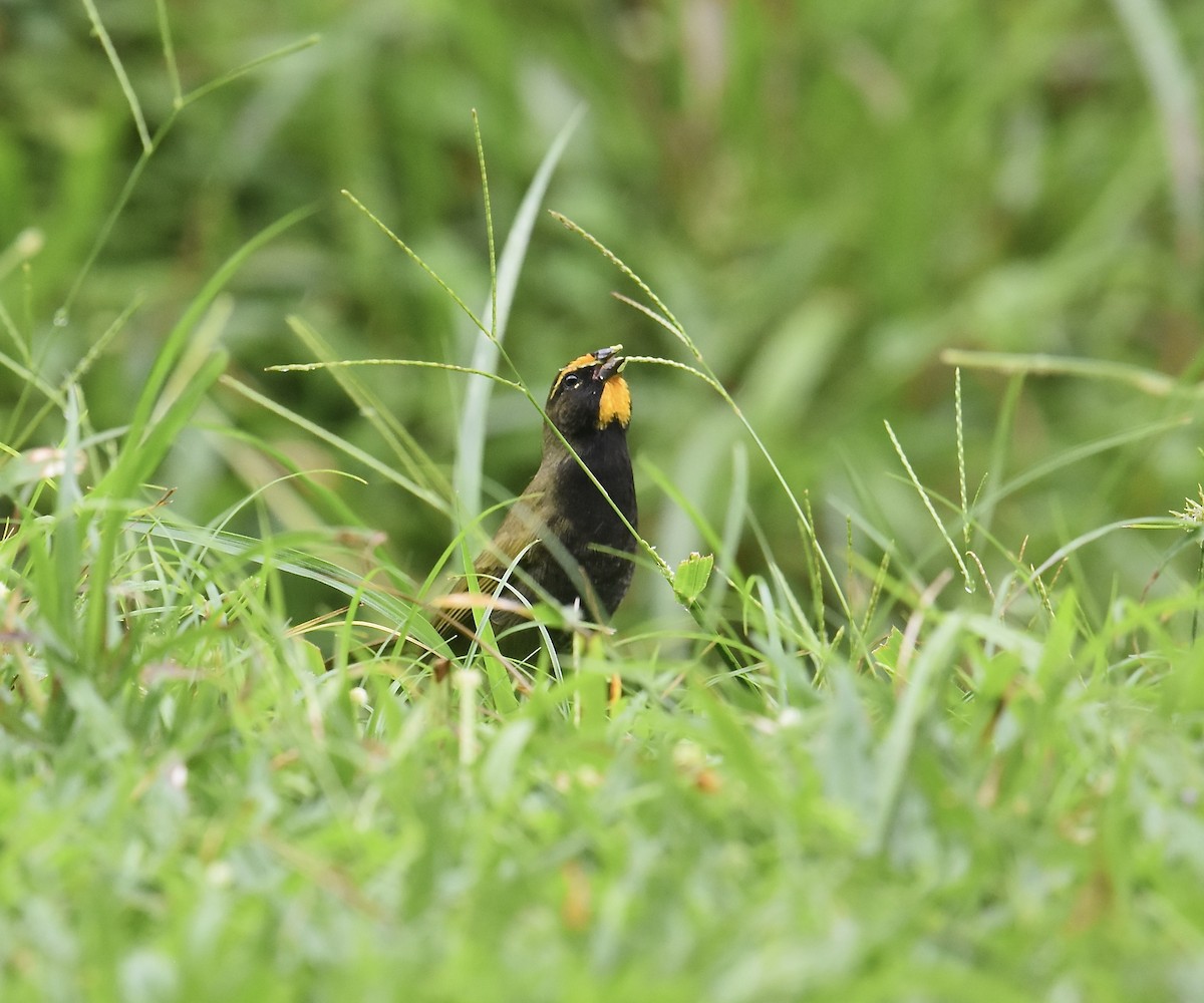 Yellow-faced Grassquit - ML646027334