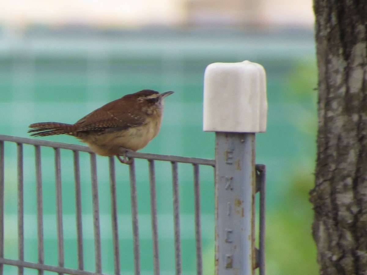 Carolina Wren - ML646027336