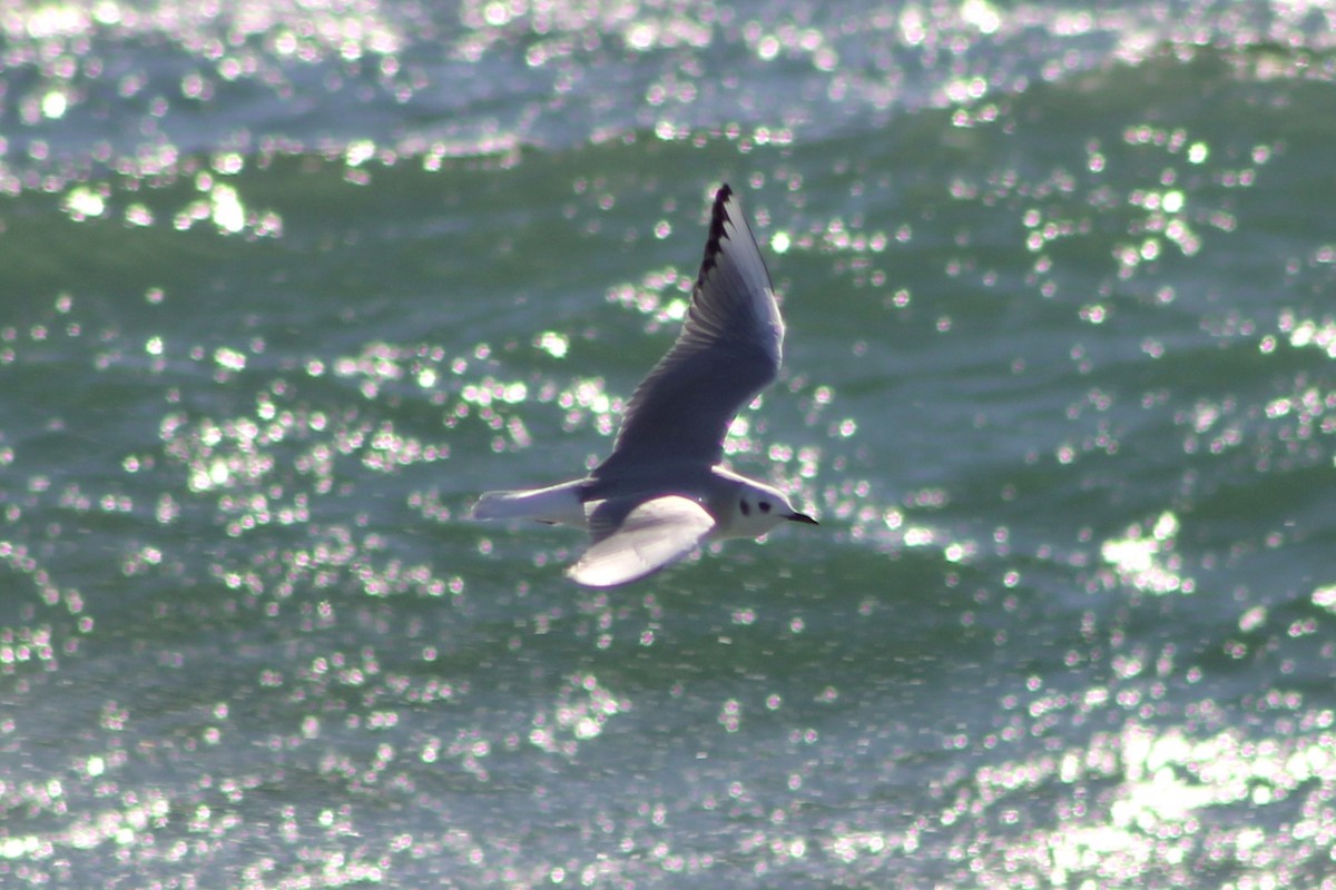 Bonaparte's Gull - ML646027337