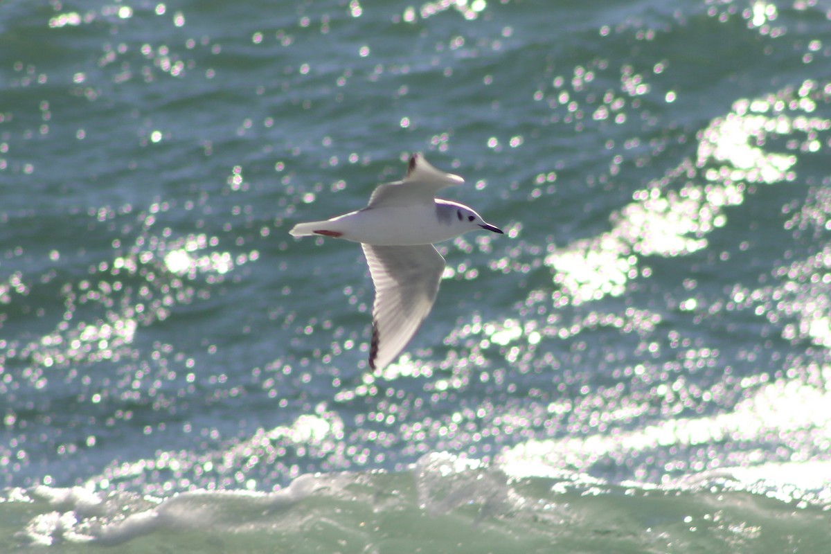Bonaparte's Gull - ML646027338