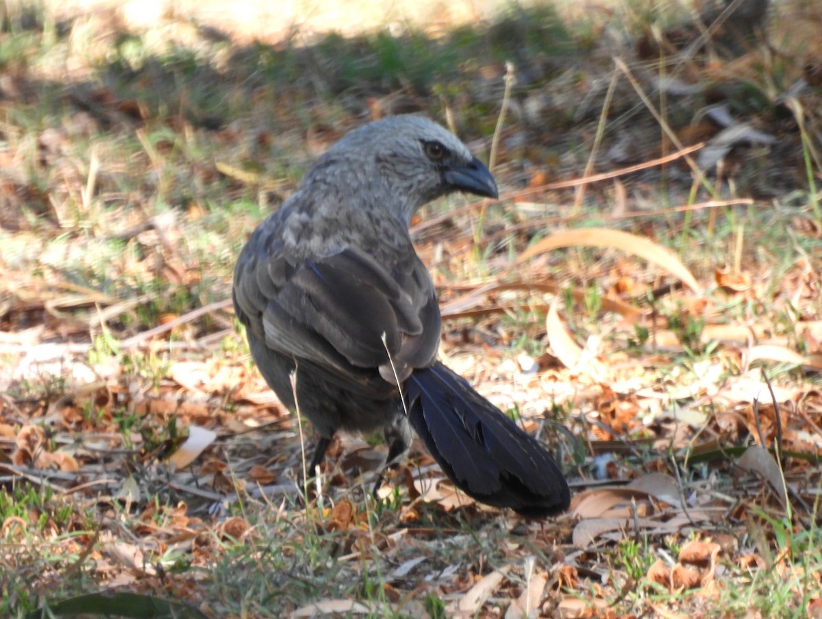 Apostlebird - ML646027339