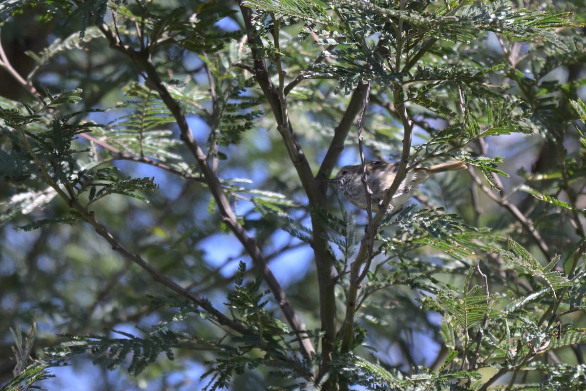 Brown Thornbill - ML646027341