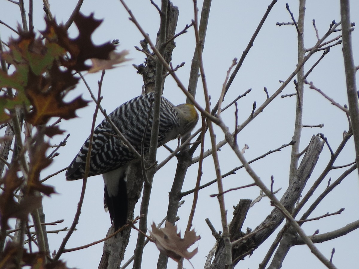 Carolina Wren - ML646027342