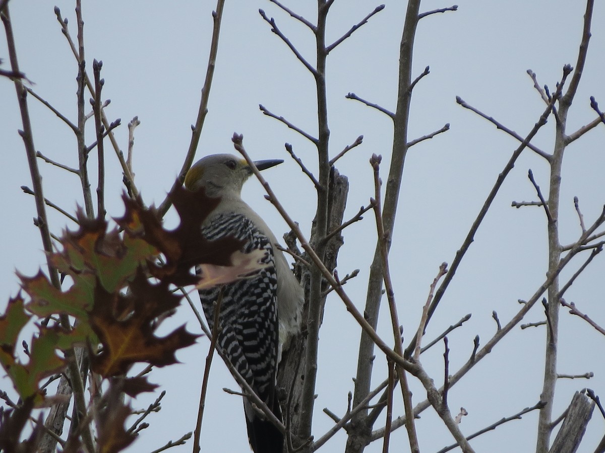 Carolina Wren - ML646027343