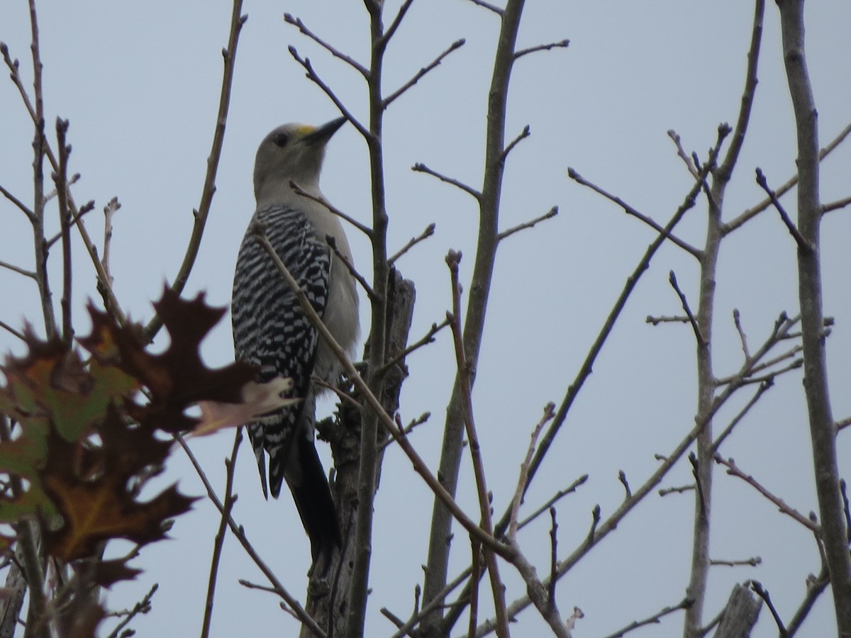 Carolina Wren - ML646027344