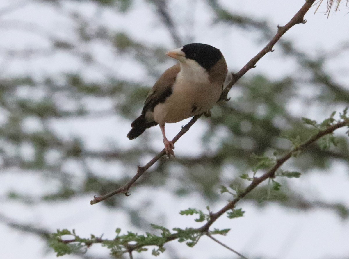 Black-capped Social-Weaver - ML646027346