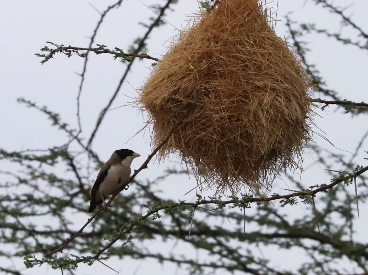 Black-capped Social-Weaver - ML646027347