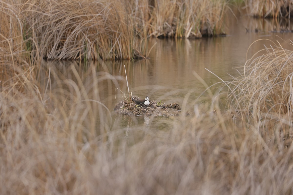 Black-necked Stilt - ML646027348