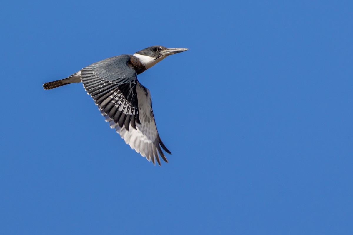 Belted Kingfisher - ML646027349