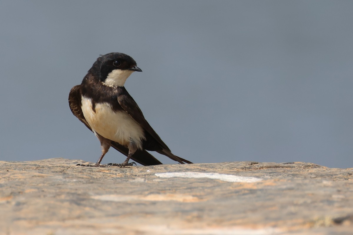 Black-collared Swallow - ML646027351