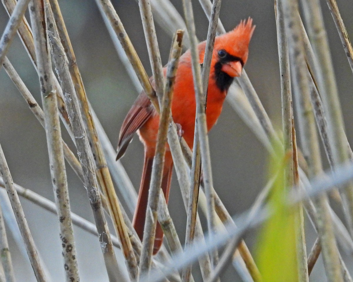 Northern Cardinal - ML646027352