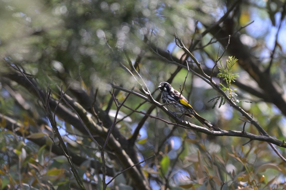New Holland Honeyeater - ML646027353