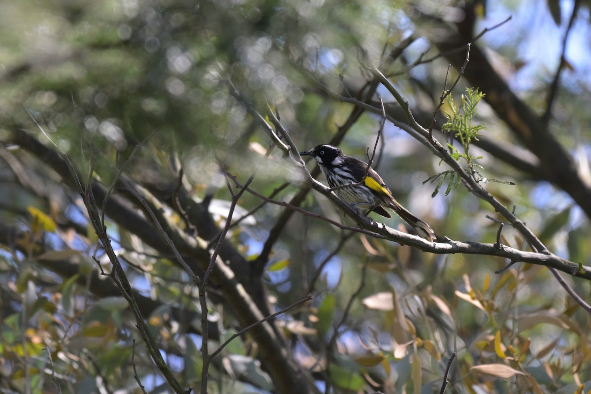 New Holland Honeyeater - ML646027354