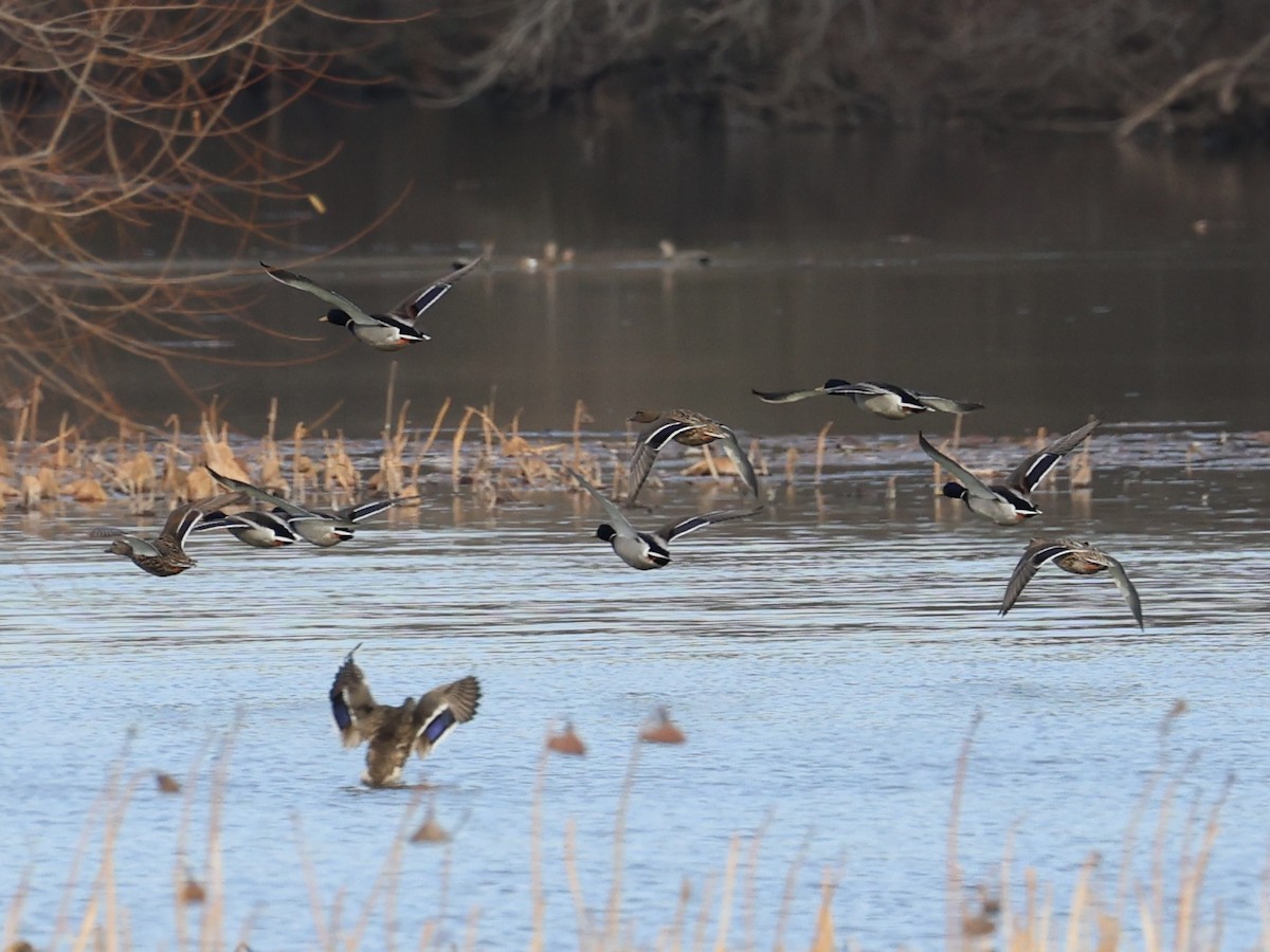 Mallard - ML646027355