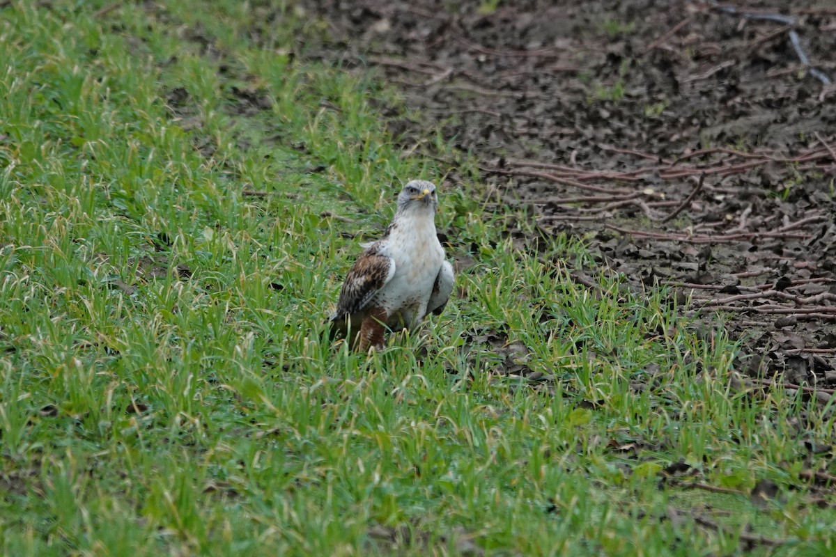 Ferruginous Hawk - ML646027362