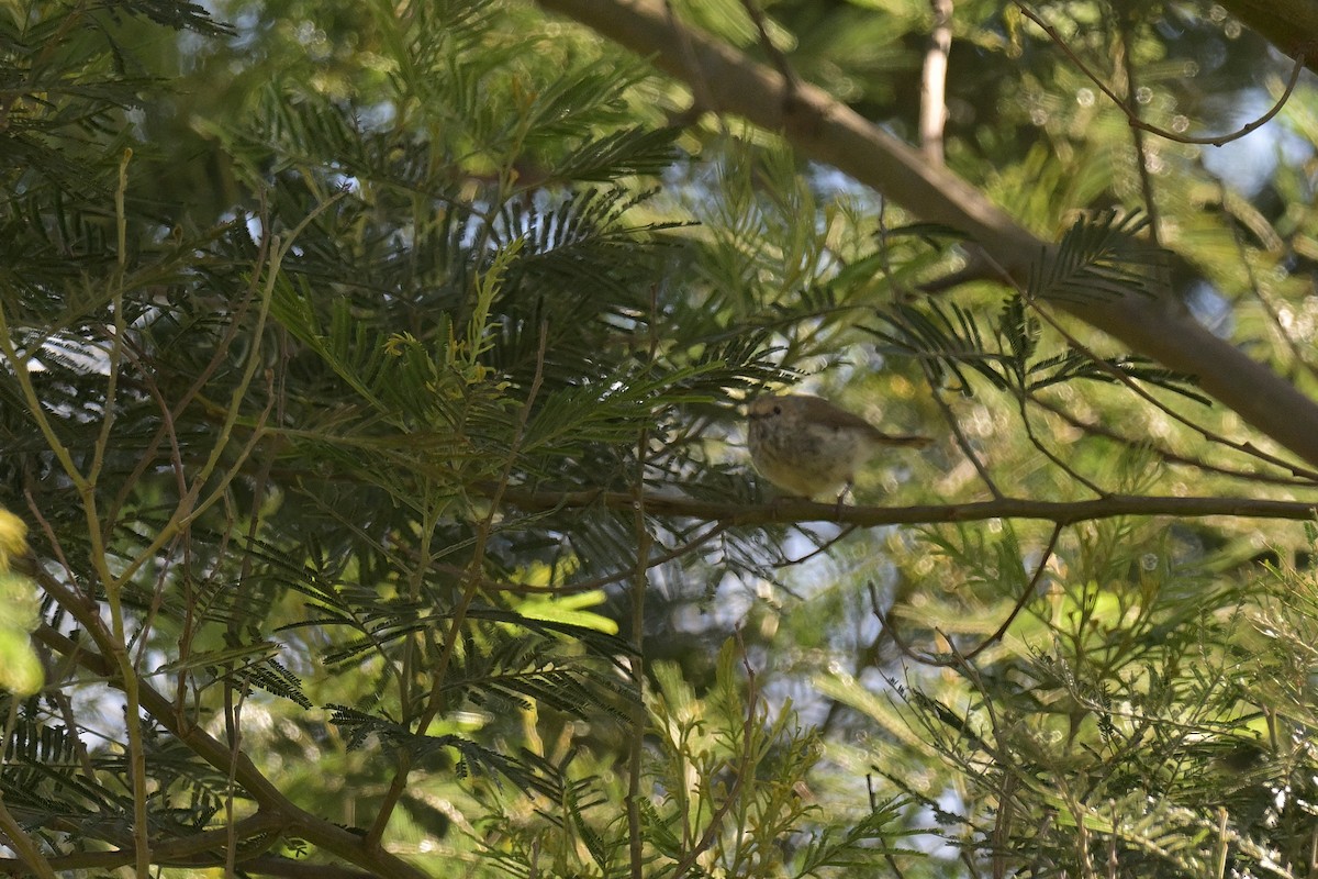 Brown Thornbill - ML646027363