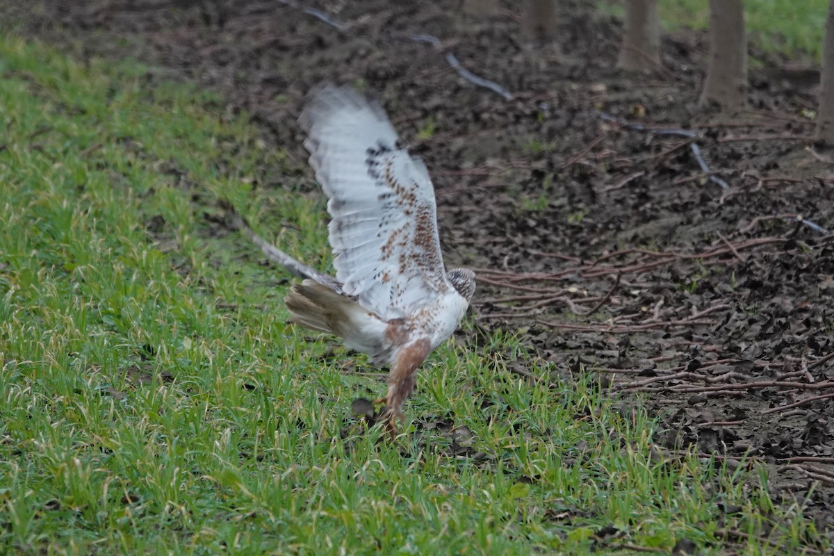 Ferruginous Hawk - ML646027364