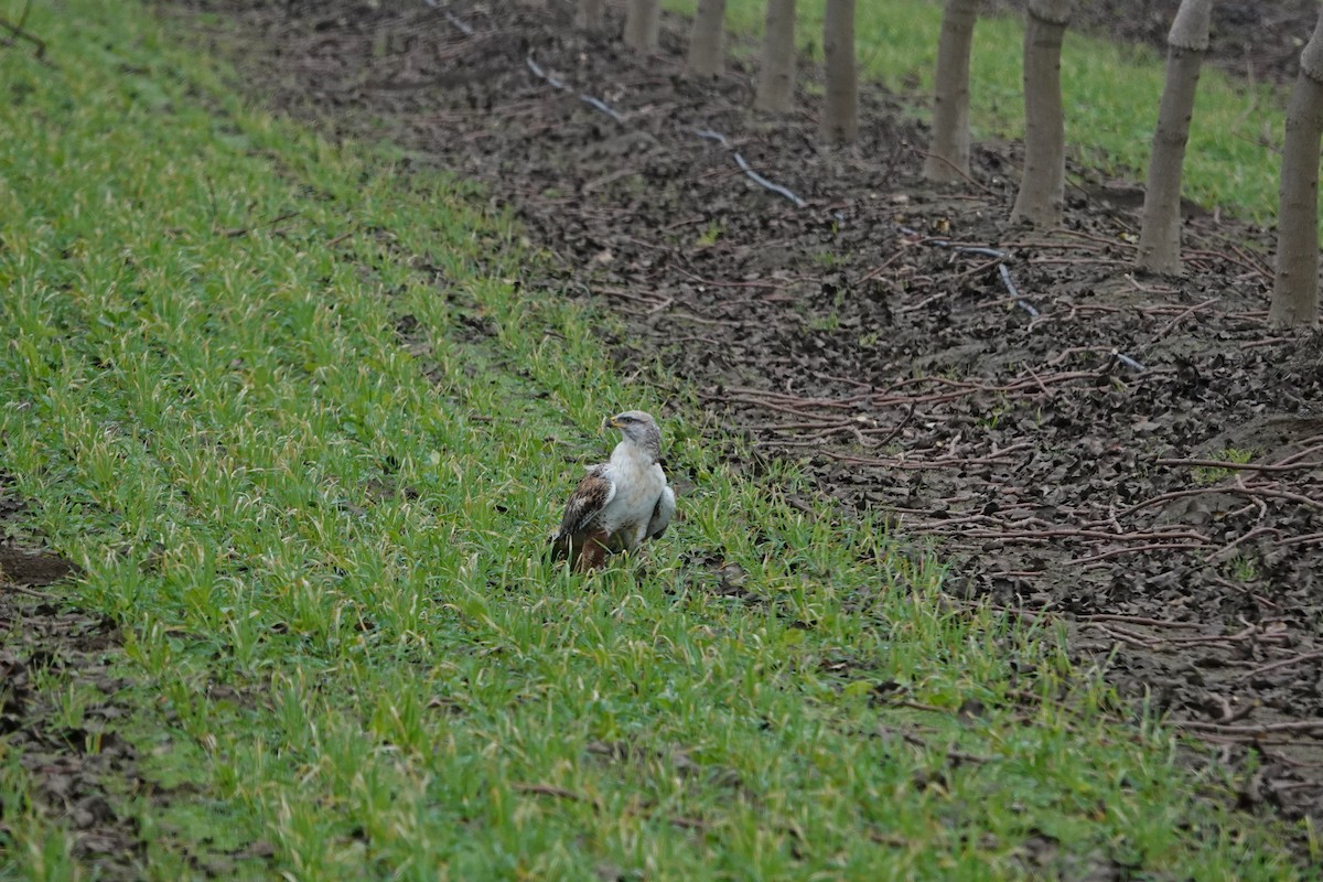 Ferruginous Hawk - ML646027365