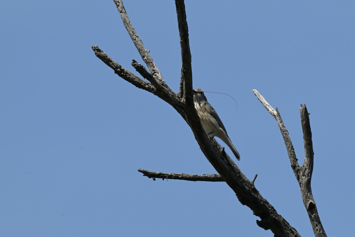 Rufous Whistler - ML646027366