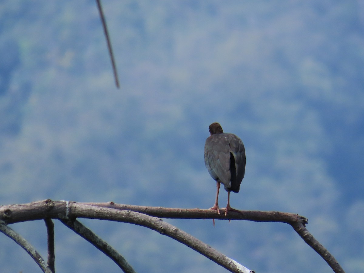Bare-faced Ibis - ML646027373