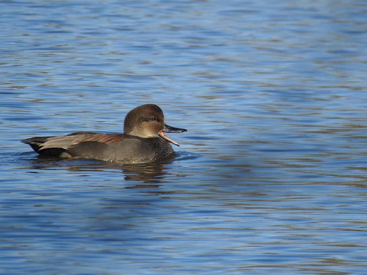Gadwall - ML646027374