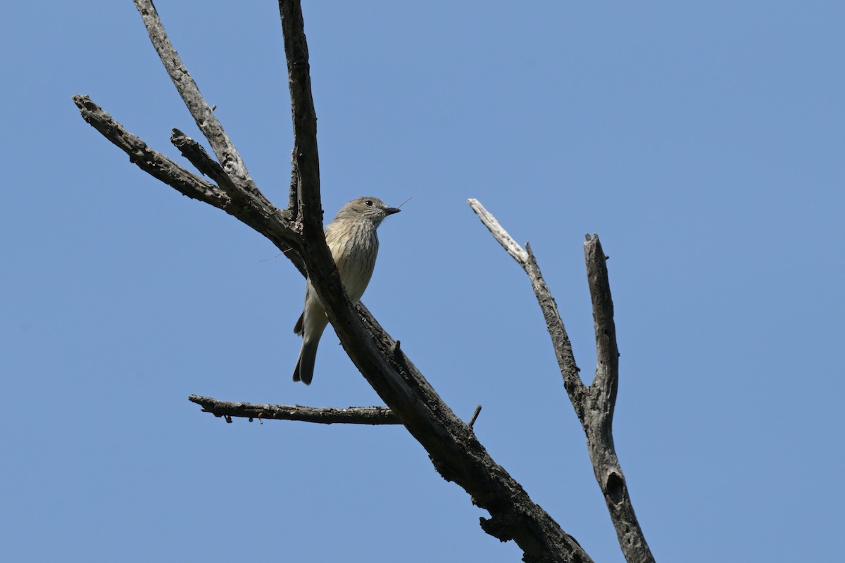 Rufous Whistler - ML646027379