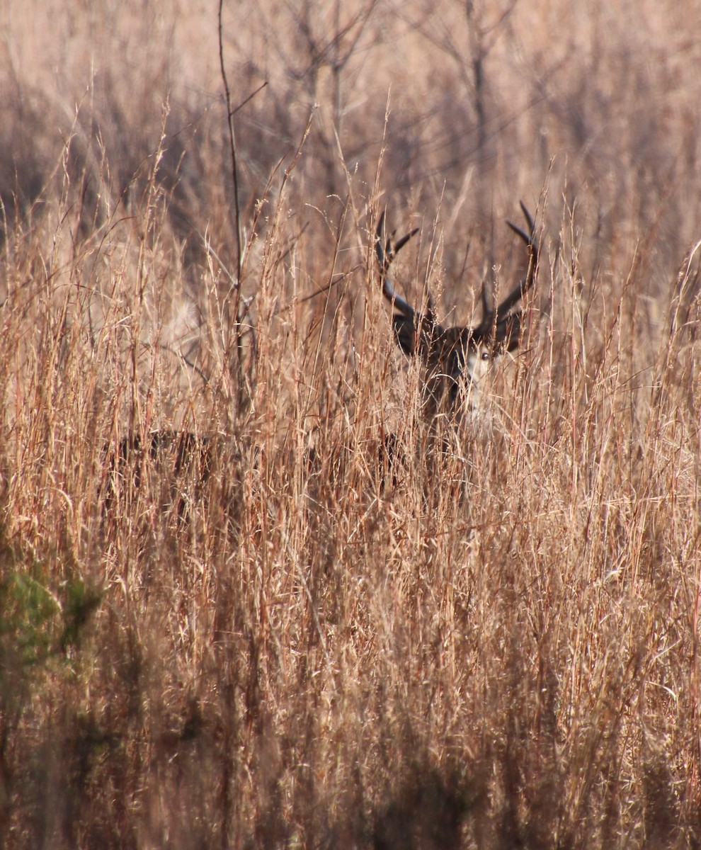 White-tailed Deer - ML646027380