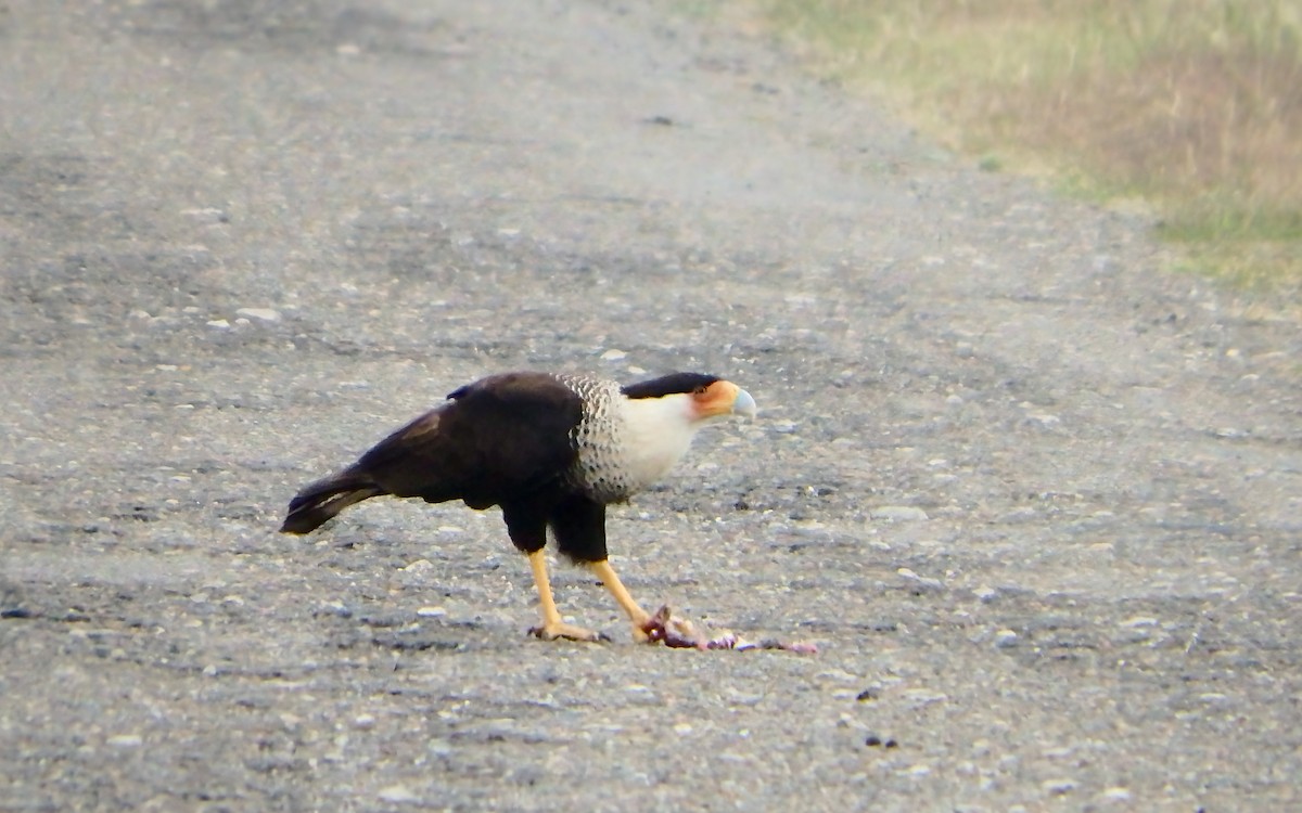 gribbkarakara (cheriway) - ML646027386