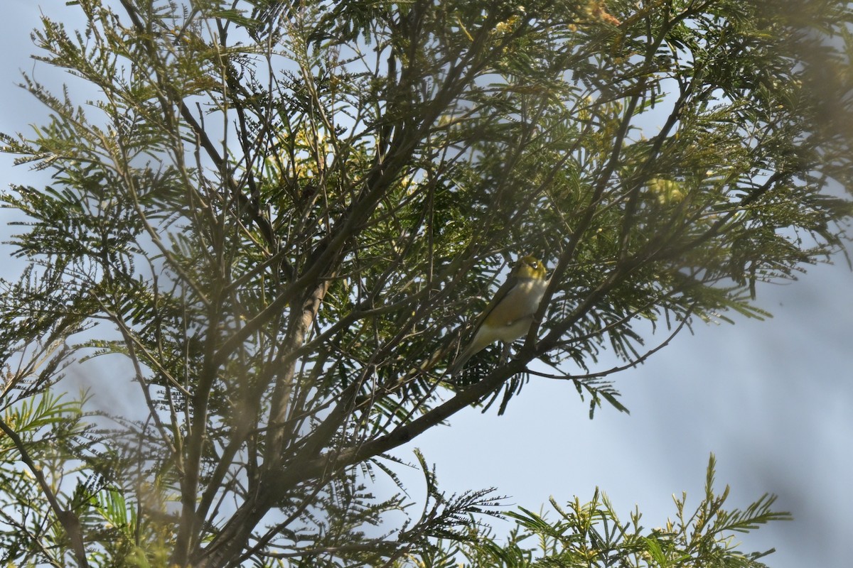 Silvereye - ML646027387