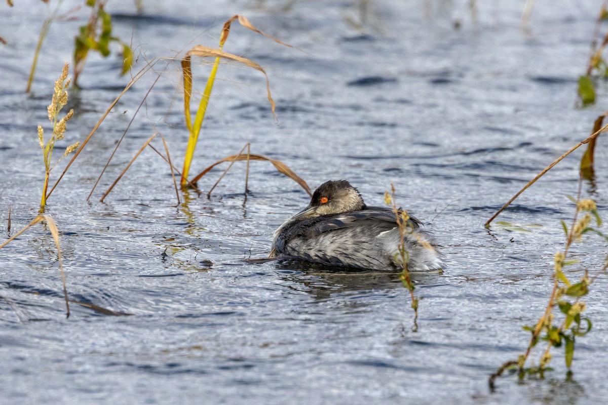 Grèbe à cou noir - ML646027390
