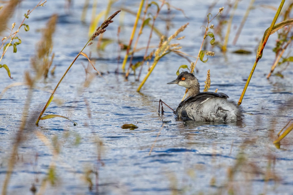 Grèbe à cou noir - ML646027391