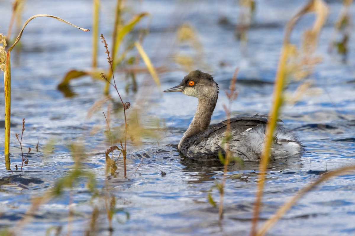 Eared Grebe - ML646027392