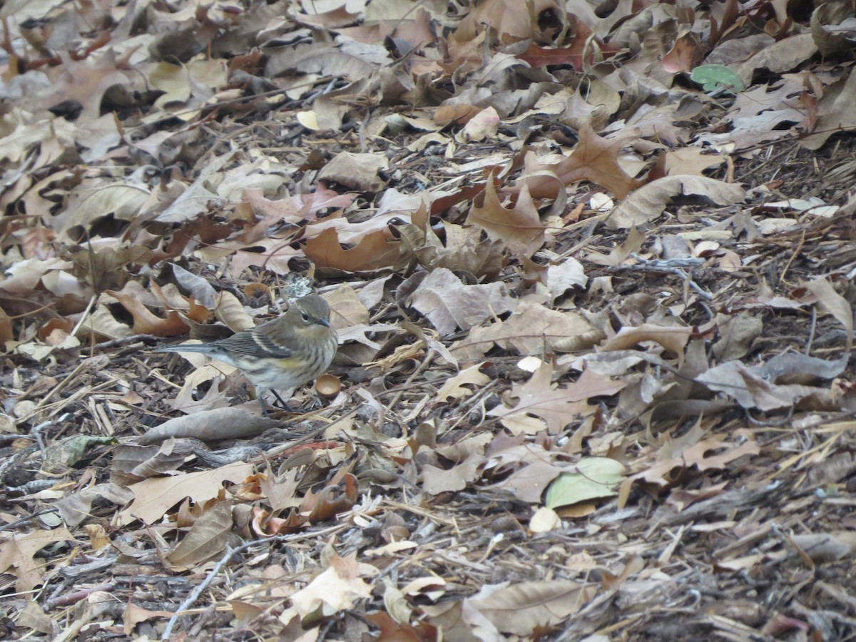 Пісняр-лісовик жовтогузий - ML646027395