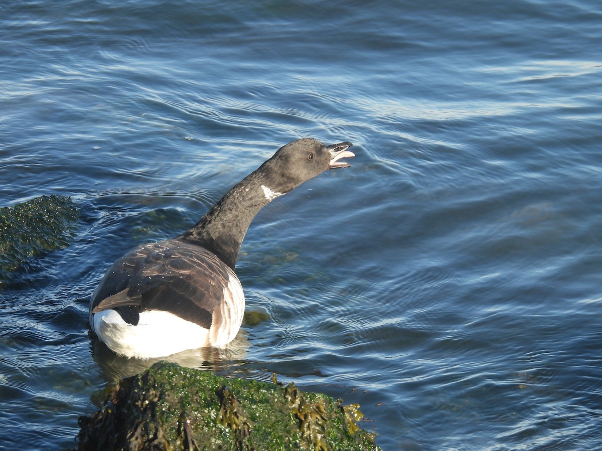 Brant - ML646027397
