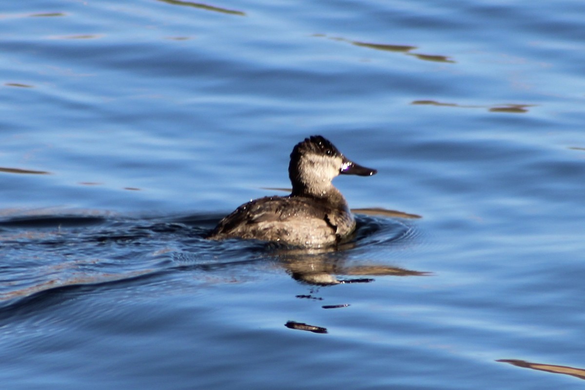 Ruddy Duck - ML646027410