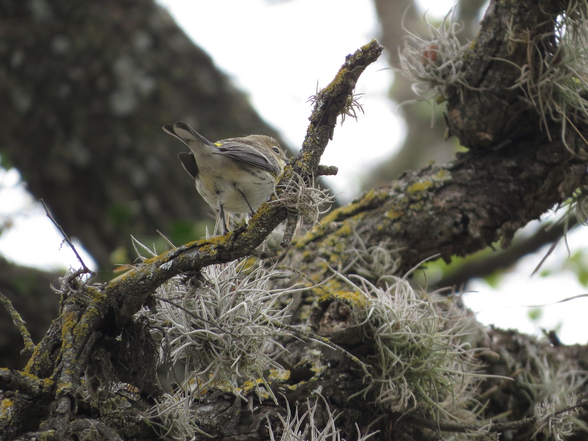 Пісняр-лісовик жовтогузий - ML646027411