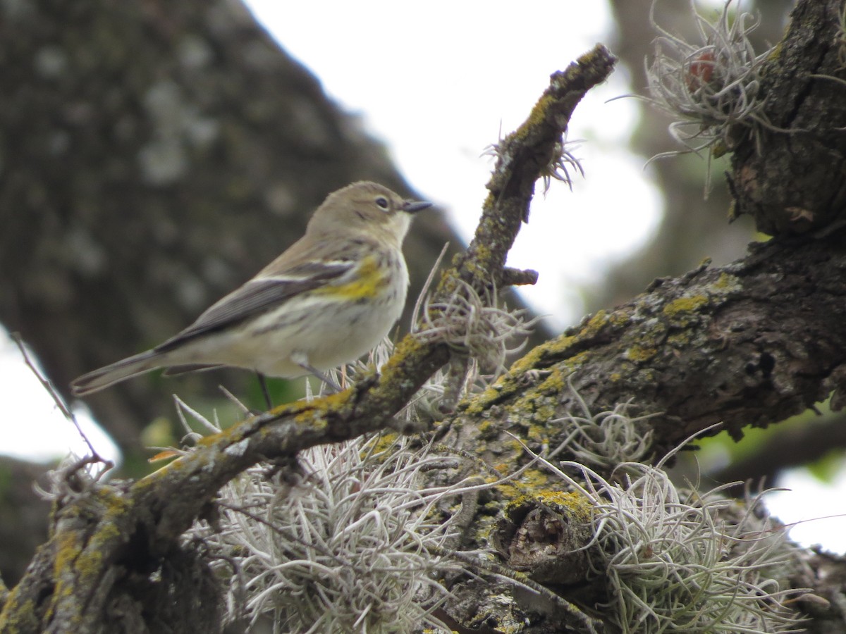 Пісняр-лісовик жовтогузий - ML646027413
