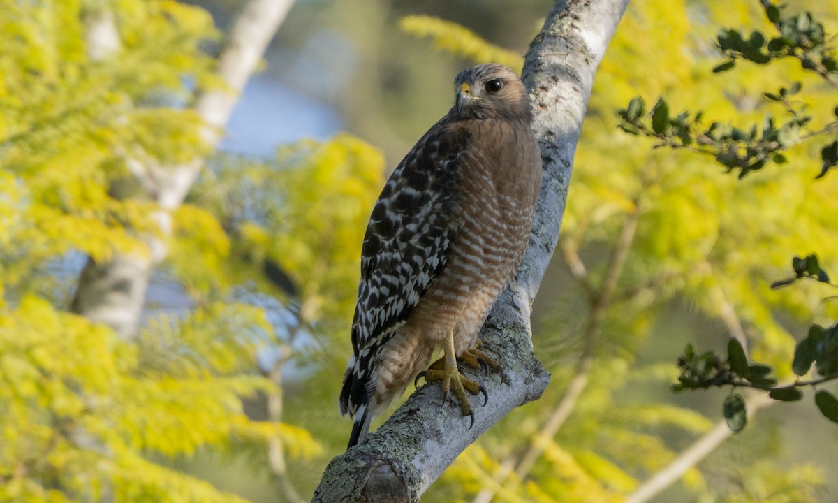 káně páskovaná - ML646027418