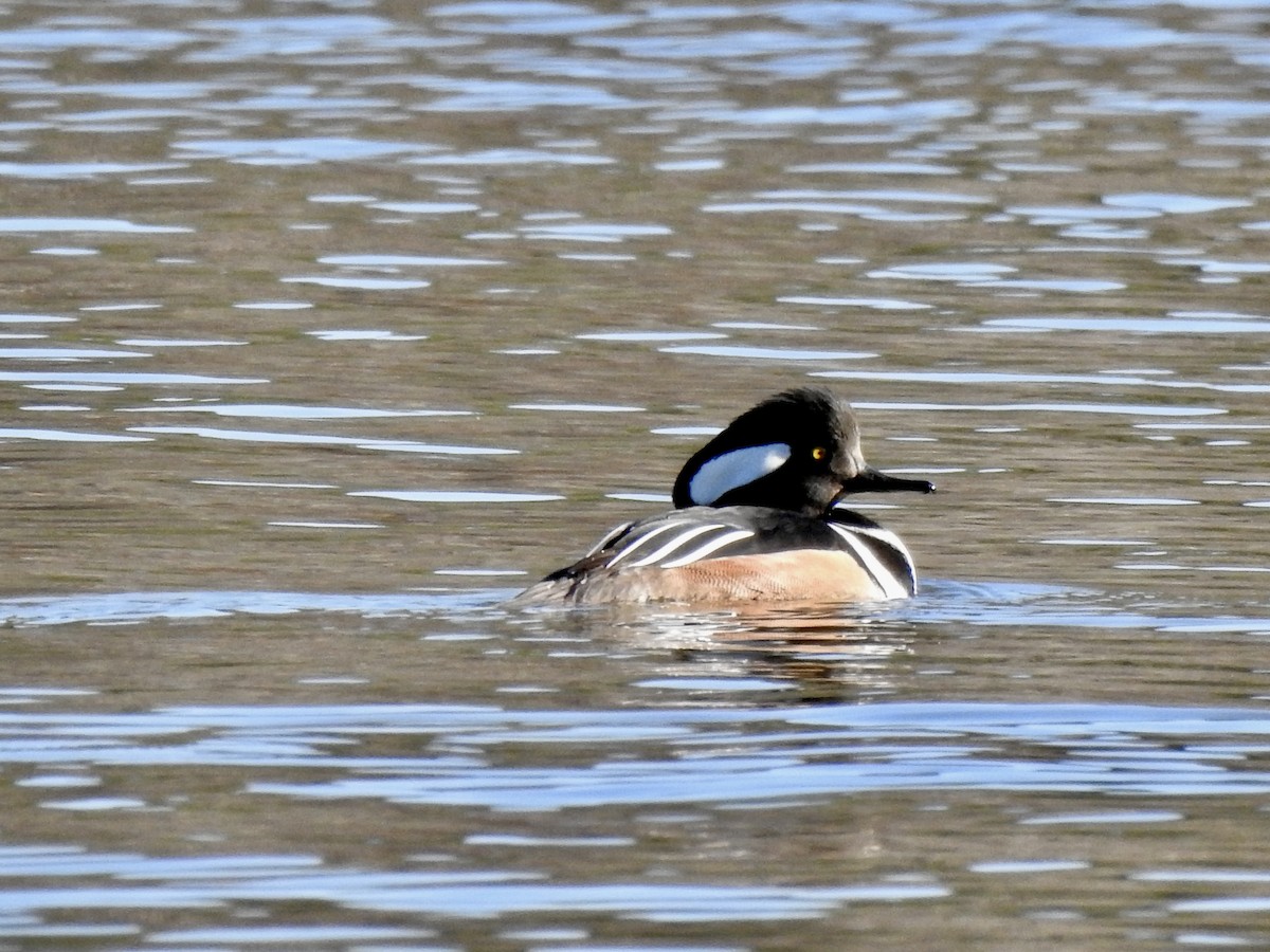 Hooded Merganser - ML646027422