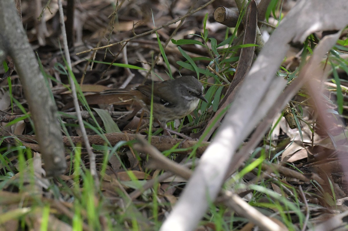 White-browed Scrubwren - ML646027424